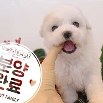 푸숑 ♀ 9.30 분양완료