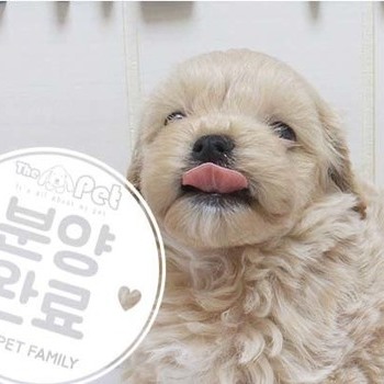 말티푸 ♂ 5.1 분양완료