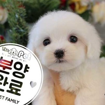 말티즈 ♂ 10.18 분양완료