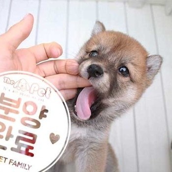 시바이누 ♀ 6.9 분양완료