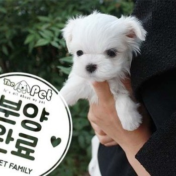 말티즈 ♀ 7.2 분양완료