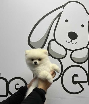 포메라니안 분양후기/중리점 [22.12.24]