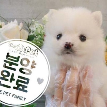 폼피츠 ♂ 3.27 분양완료