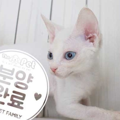데본렉스 ♂ 5.29 분양완료