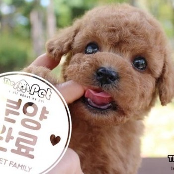 푸들 ♂ 8.7 분양완료