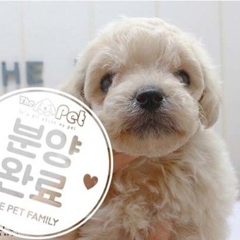 푸들 ♀ 4.10 분양완료