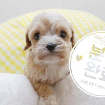 말티푸 ♂ 3.20 분양완료