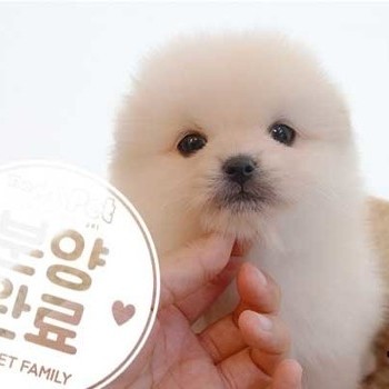 포메라니안 ♂ 7.14 분양완료