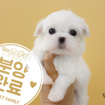 말티즈 ♂ 8.14 분양완료
