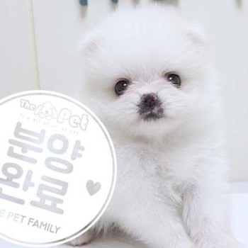 포메라니안 ♂ 5.8 분양완료