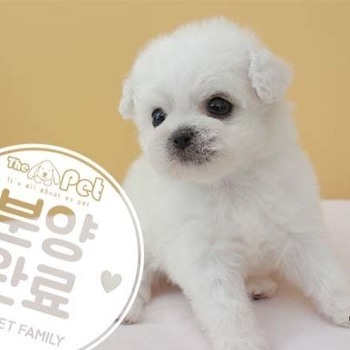 비숑프리제 ♂ 7.30 분양완료