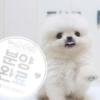 포메라니안 ♂ 5.8 분양완료