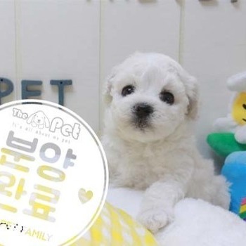 비숑프리제 ♀ 3.20 분양완료