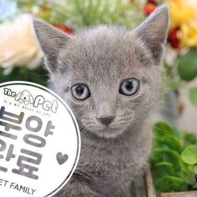 러시안블루 ♂ 9.1 분양완료