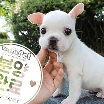 프렌치불독 ♀ 6.26 분양완료