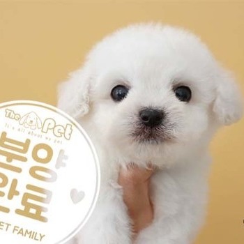 비숑프리제 ♀ 8.1 분양완료