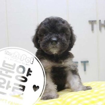 푸숑 ♂ 4.3 분양완료