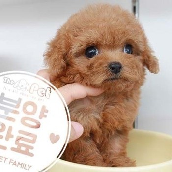 푸들 ♀ 7.14 분양완료