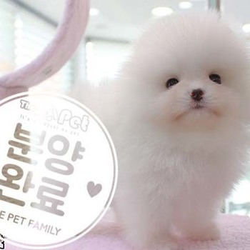 포메라니안 ♀ 5.29 분양완료