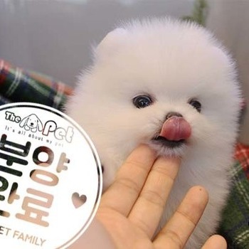 포메라니안 ♀ 10.8 분양완료