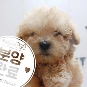 푸들 ♂ 4.10 분양완료