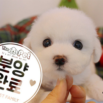 비숑프리제 ♀ 10.16 분양완료