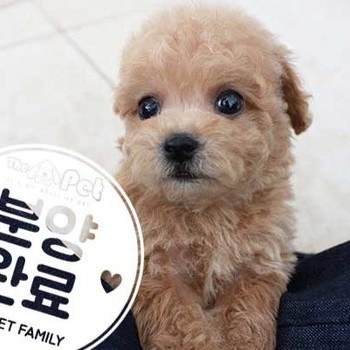 푸들 ♂ 7.23 분양완료