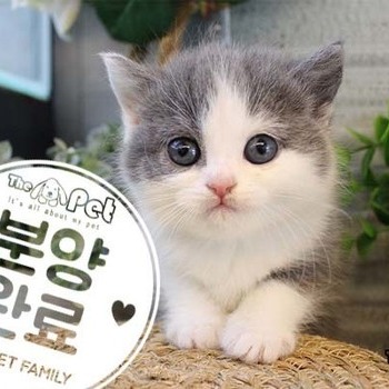 브리티쉬숏헤어 ♀ 8.14 분양완료