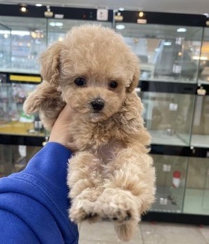 푸들 분양후기[22.6.26]