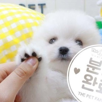포메라니안 ♂ 3.20 분양완료