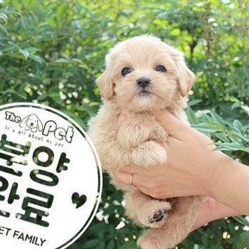 말티푸 ♂ 6.26 분양완료
