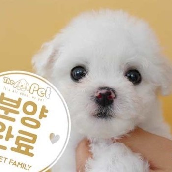 비숑프리제 ♂ 9.15 분양완료