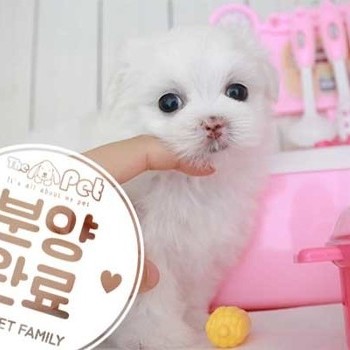 말티즈 ♂ 6.26 분양완료