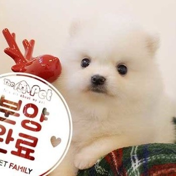 폼피츠 ♀ 9.30 분양완료