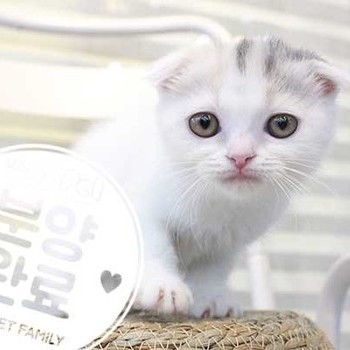 스코티쉬폴드 ♀ 7.2 분양완료