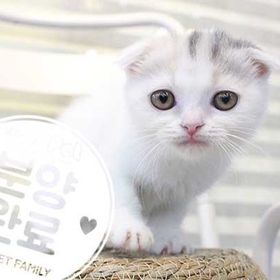 스코티쉬폴드 ♀ 7.2 분양완료