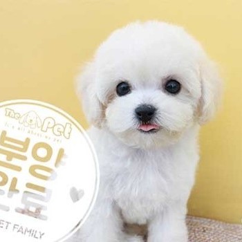 비숑프리제 ♂ 7.16 분양완료