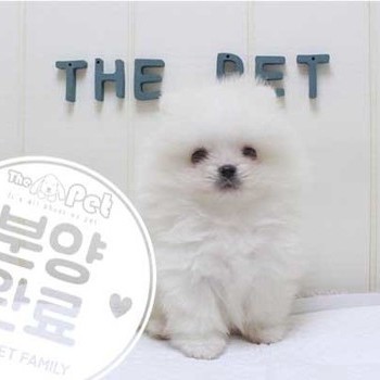 포메라니안 ♂ 4.10 분양완료