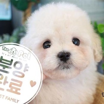 푸숑 ♂ 8.14 분양완료