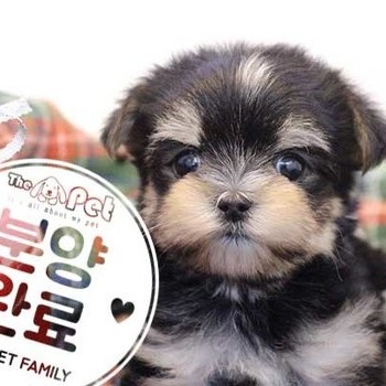 몰키 ♀ 9.30 분양완료