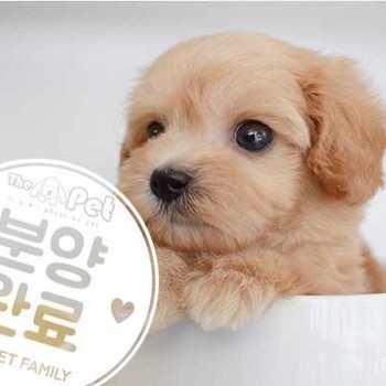 말티푸 ♂ 7.14 분양완료