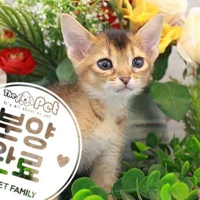 아비시니안 ♀ 6.26 분양완료