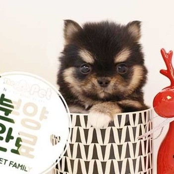 치와와 ♂ 9.29 분양완료