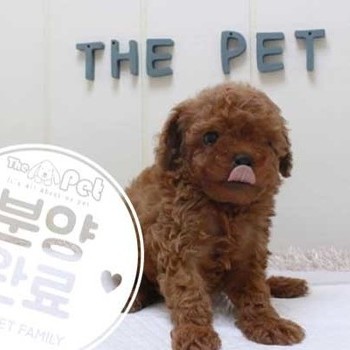 말티푸 ♂ 4.10 분양완료