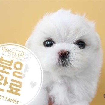 말티즈 ♂ 8.21 분양완료