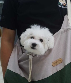 비숑프리제 분양후기 [22.8.23]