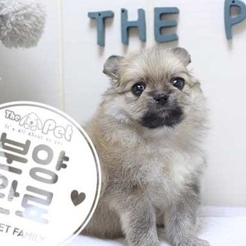 폼치 ♂ 5.22 분양완료