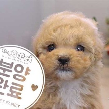 말티푸 ♀ 10.6 분양완료