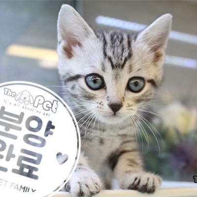 아메리칸숏헤어 ♀ 9.3 분양완료