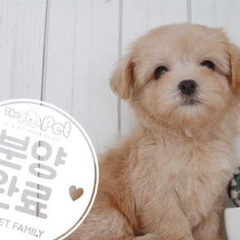 말티푸 ♂ 6.19 분양완료